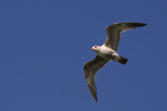IMG_9208